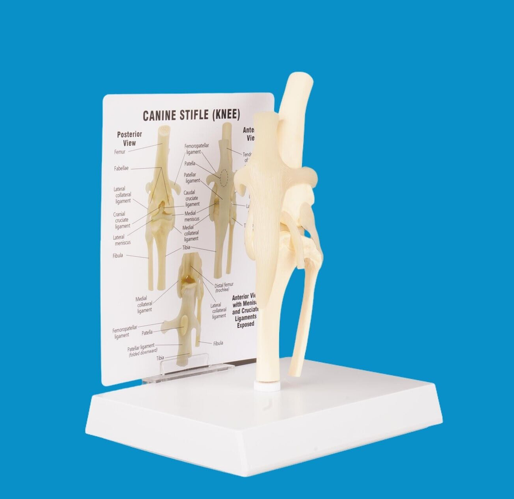 Dog Knee Joint Model Bone Animal Bone Specimen Veterinary Teaching Tools