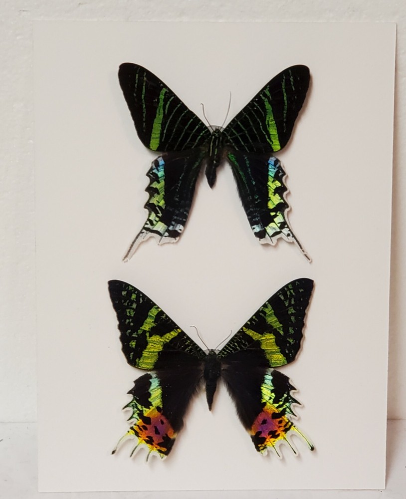 Real framed Green Page and Sunset Moth