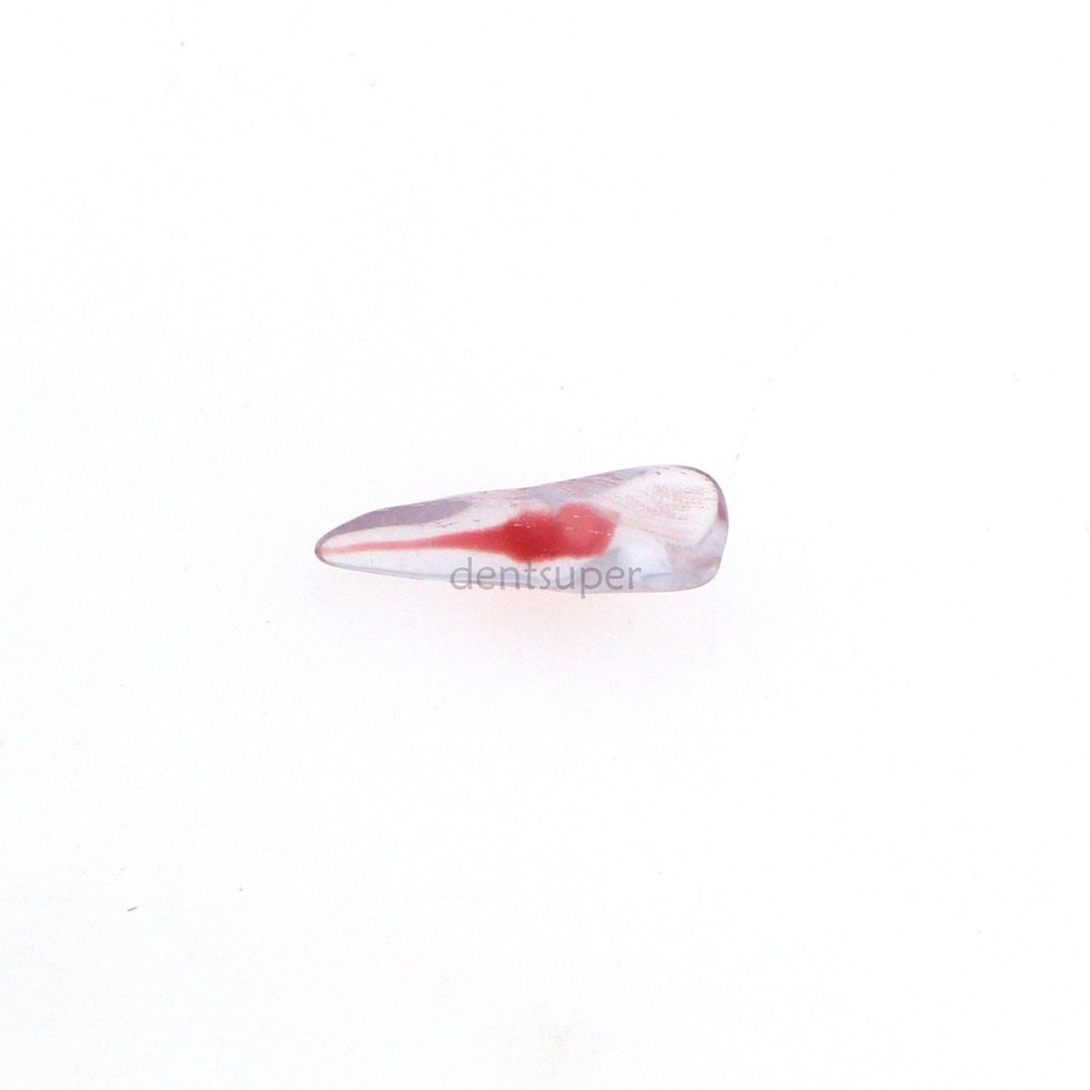 12 Sizes Dental 3D Curved Root Teeth Model RCT Endo Practice Training Tooth Mode