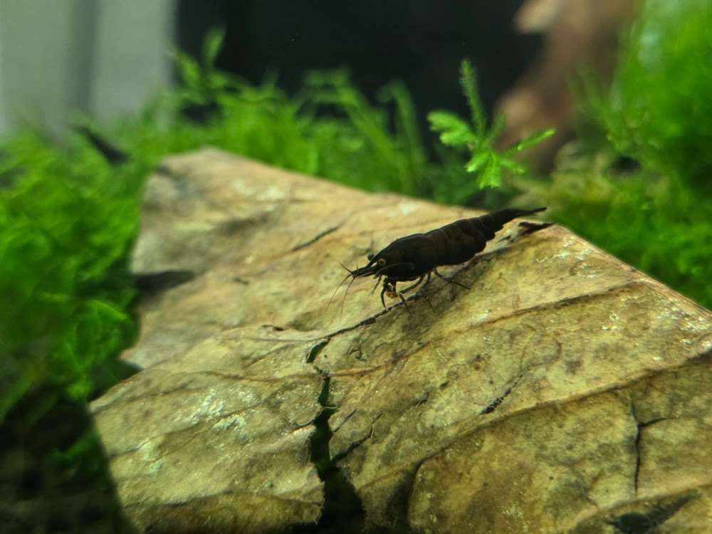 Catappa Leaf - Live Aquatic Plants - Shrimp Leaf Fish Leaf