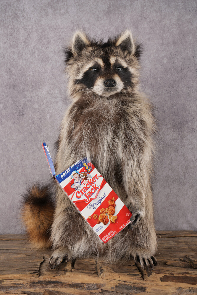 Cracker Jack Raccoon SKU 2919