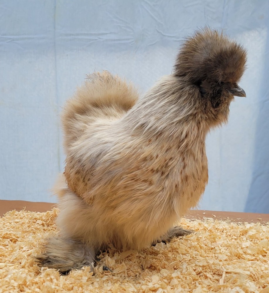 12+2 Silkie Hatching Eggs Npip