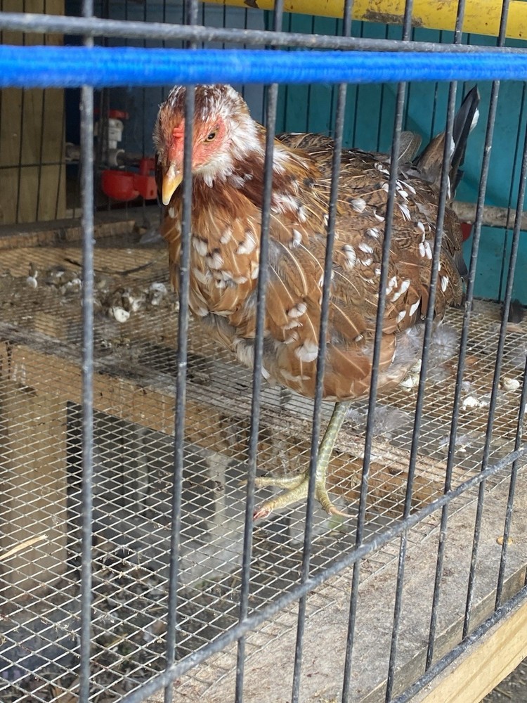 10+Pure Spangled poultry hatching eggs