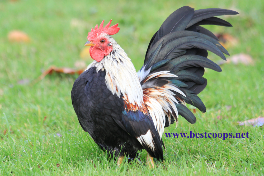 10+ Fertile Show Quality Serama Chicken Hatching Eggs