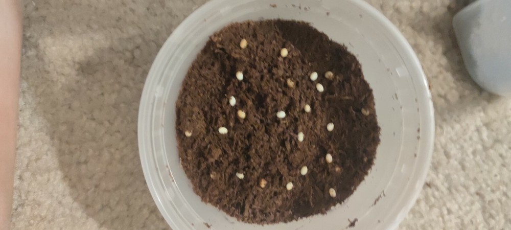 Beetle Spawning and Breeding substrate (flake soil) 6.6lb one pack