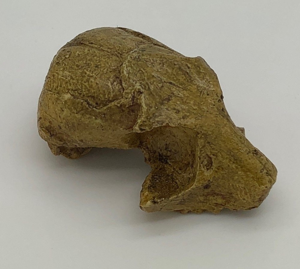 ROONEYIA   OMOMYID  SKULL   REPLICA