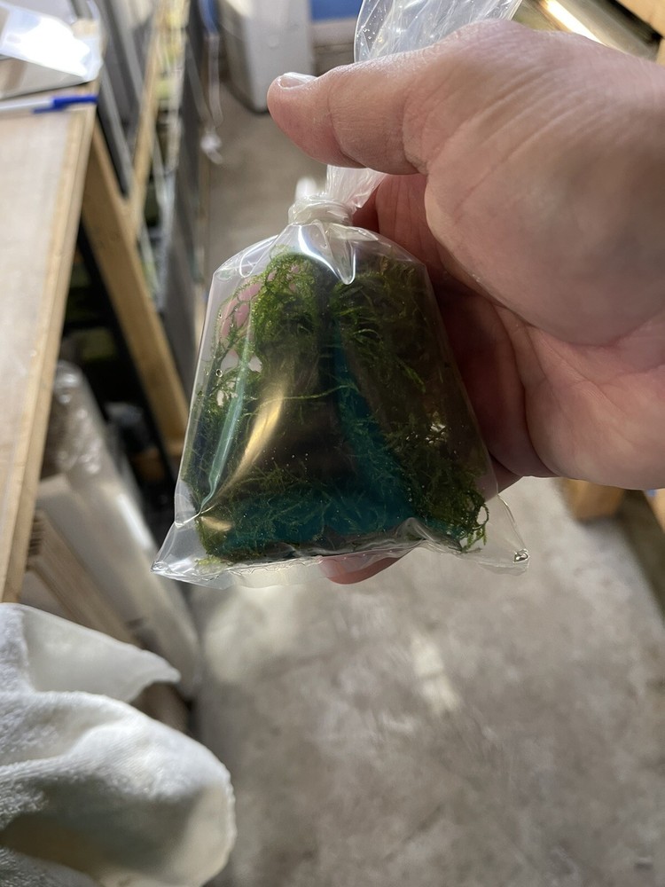 Aquarium live Plant Java Moss