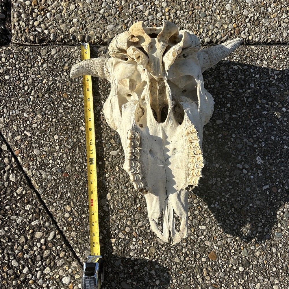 Authentic female Buffalo Skull