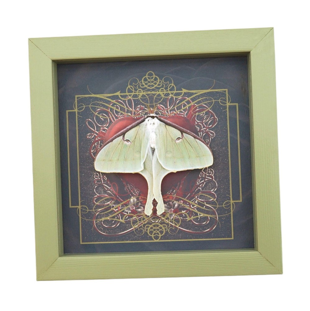 Real Luna Moth Display: Gothic Red Heart, Sage Green Frame