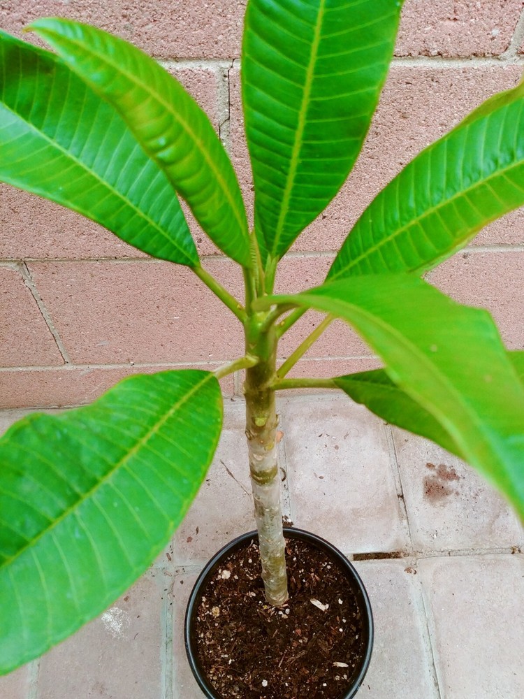 ROOTED PLUMERIA PLANT (Celadine)