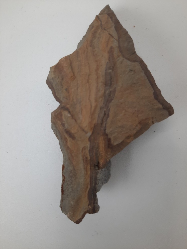 Fossil Shell carboniferous Paliozoic devonian Pennsylvanian fossilized VA