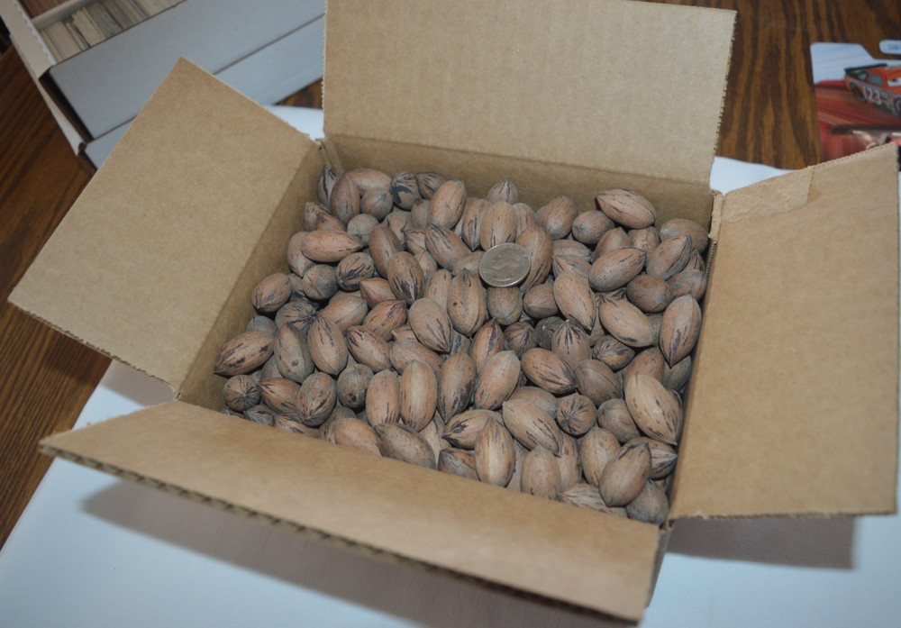 2025 CROP TEXAS NATIVE PECANS FOR SQUIRRELS - 4 POUNDS !!