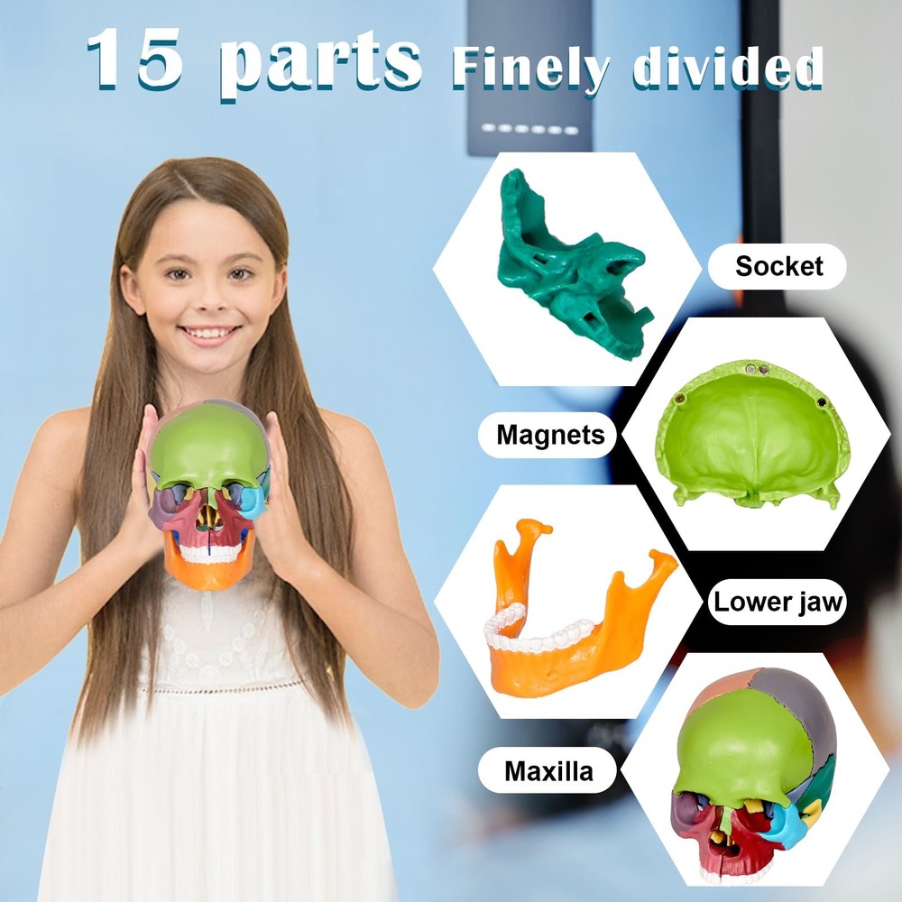 15-Part Colorful Small Skull Model, Model