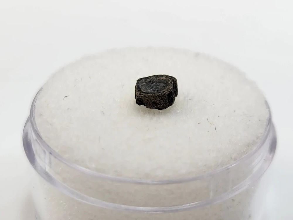 Amia (Bowfin) Vertebra Microfossil - Judith River Fm. - Hill Co., MT