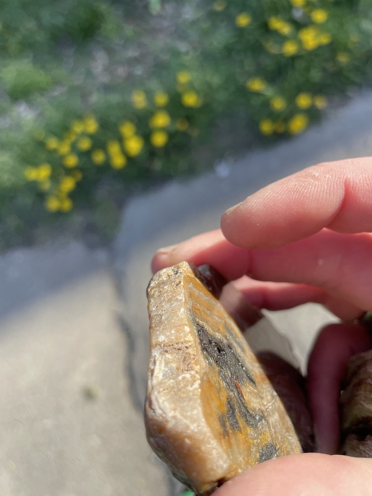 Super Unique, Faced/polished, Agatized/opalized petrified wood