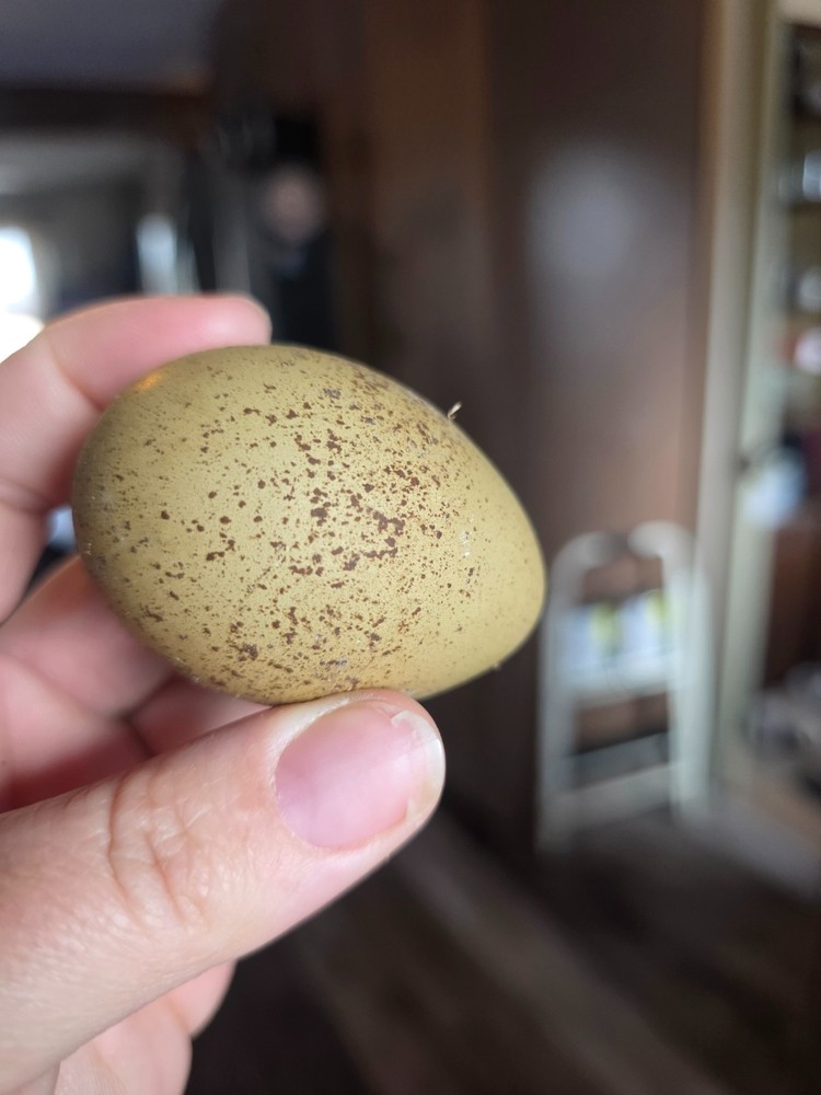 Auction for 12+2 Rainbow Egg Mix – Color-Packed Hatching Eggs