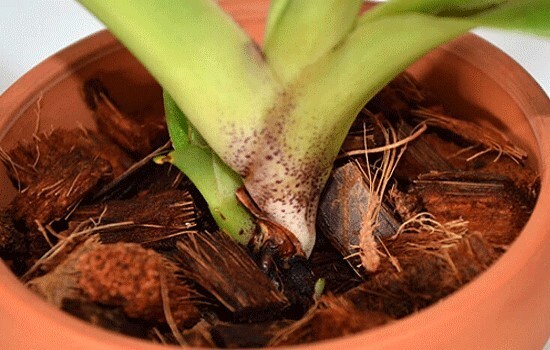 Organic Coconut Husk Chips for Gardening