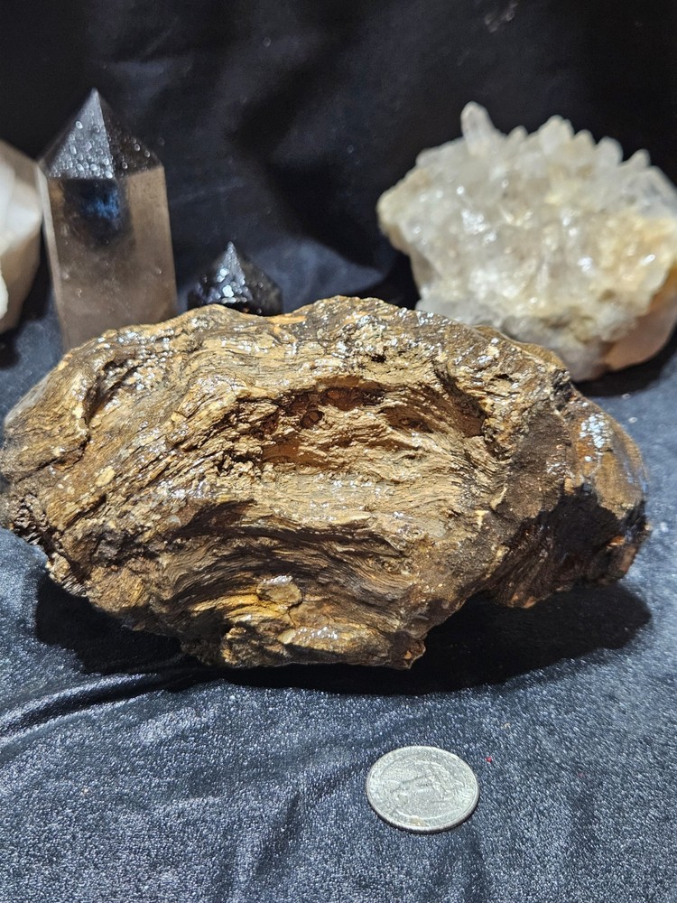 Petrified Wood Specimen Natural Form (2lbs 5oz)