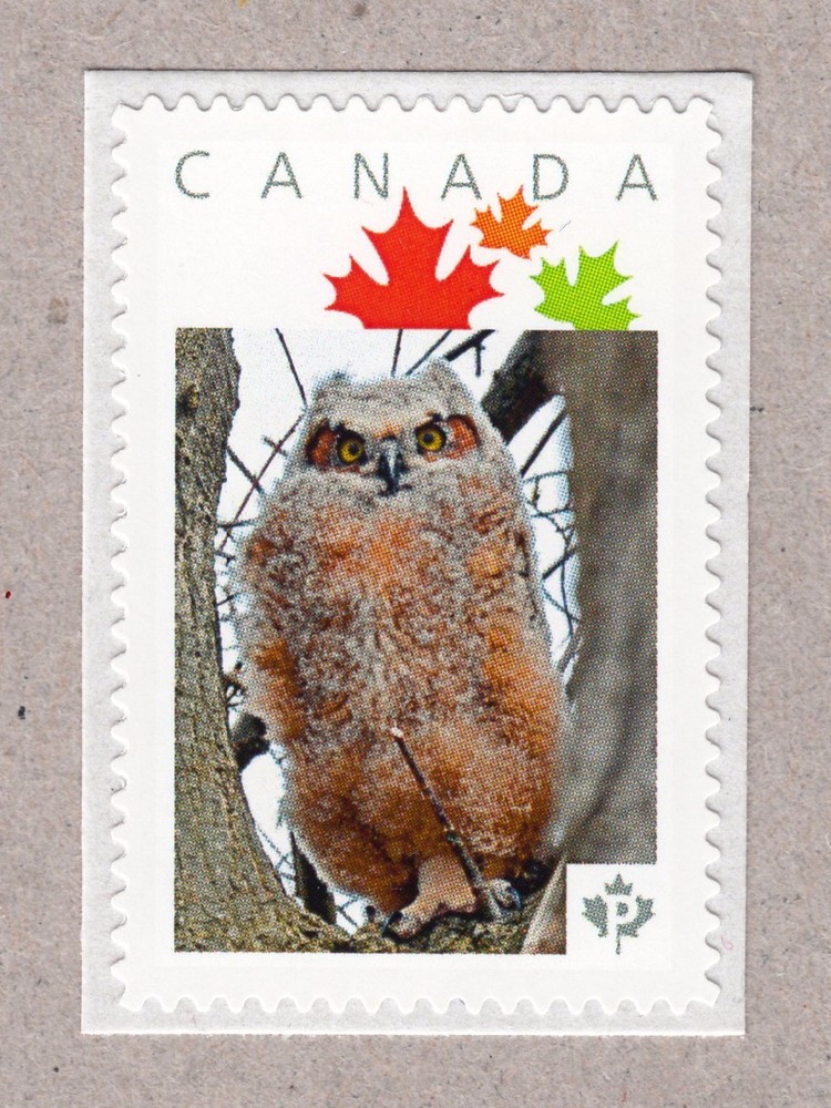 GREAT HORNED OWLET  Picture Postage MNH Canada 2016 [p16/05ow2/2]