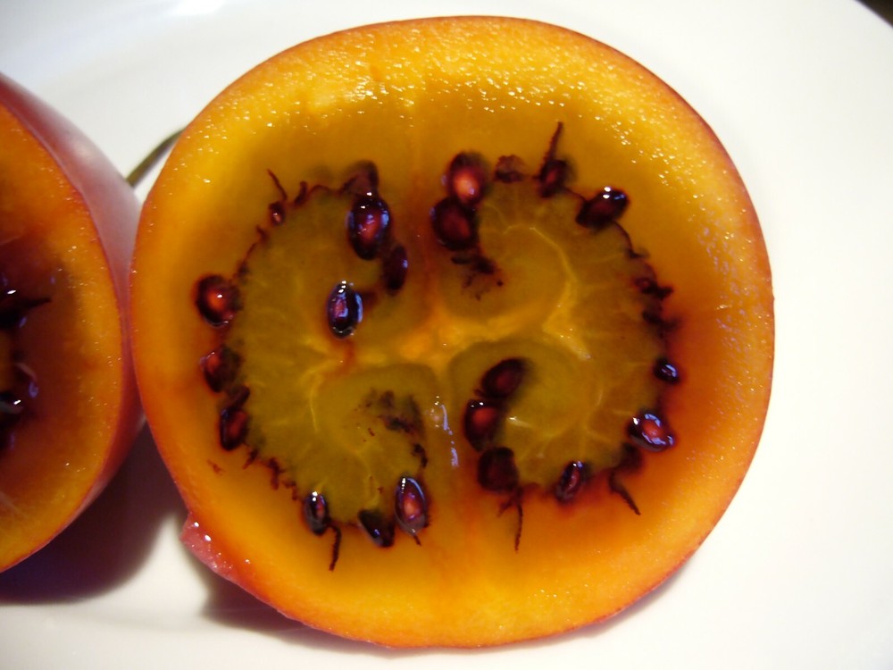 Tamarillo, (Tree Tomato), Cyphomandra betacea, Tree Seeds
