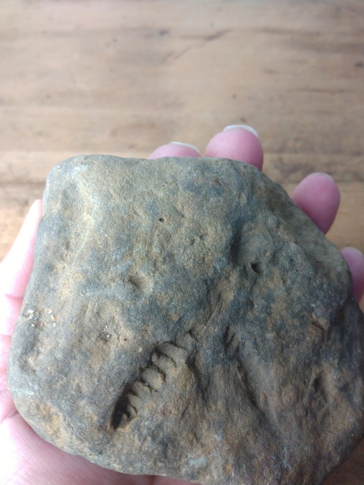 Fossil Worm Trail Segmented Segments Found Ozarks Arkansas Unusual