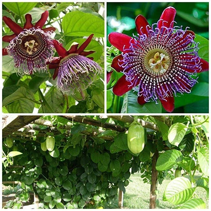 Giant Granadilla Passion Fruit Vine - Passiflora quadrangularis -STARTER Plant