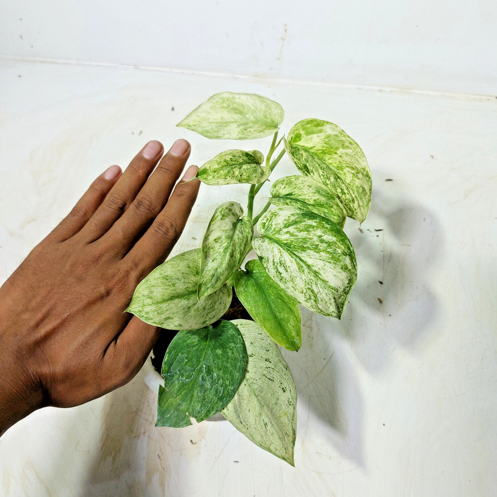 Scindapsus Mangurai Variegated Free Phyto