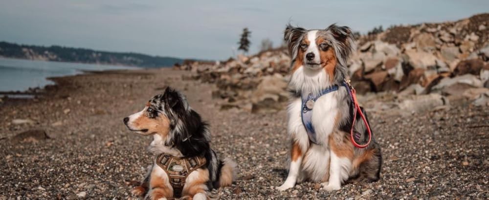 Tactical Harn for Small Medium Dogs No Pull Adjustable Pet