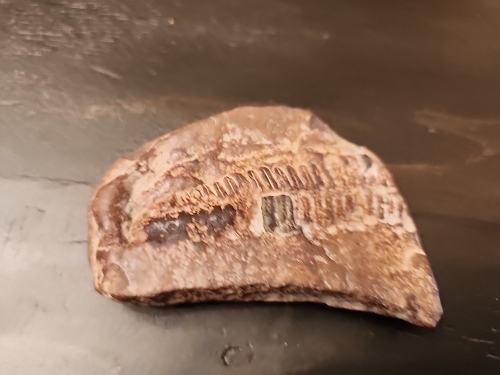 3" Natural Fossil