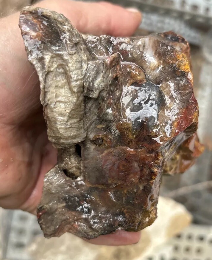 Silver Creek Junction Petrified Wood