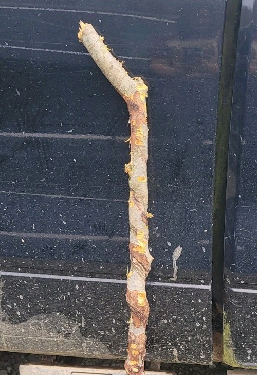 BEAUTIFUL!! 46" FRESH Cut Vine Twisted Stick with Bark~ Read Description