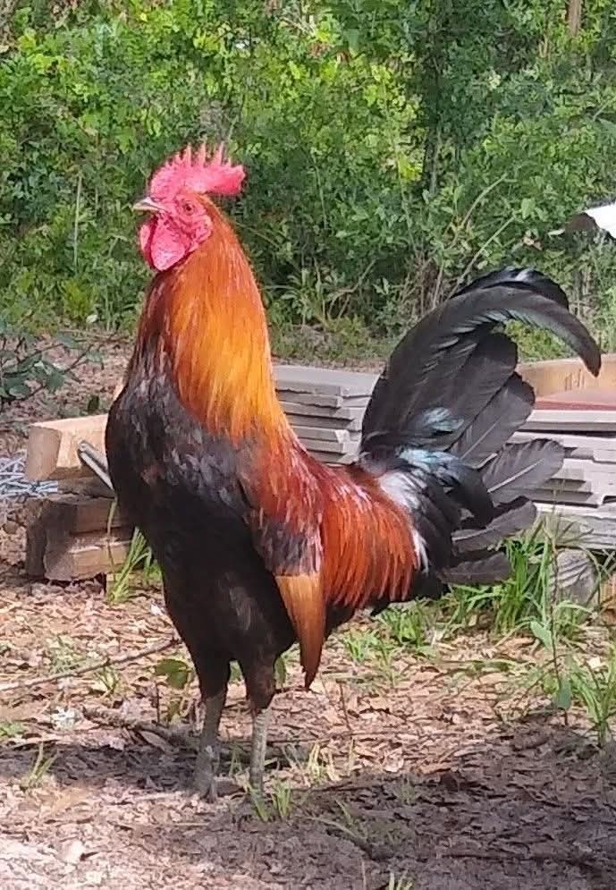 6+ Quality Landrace Chicken Hatching Eggs