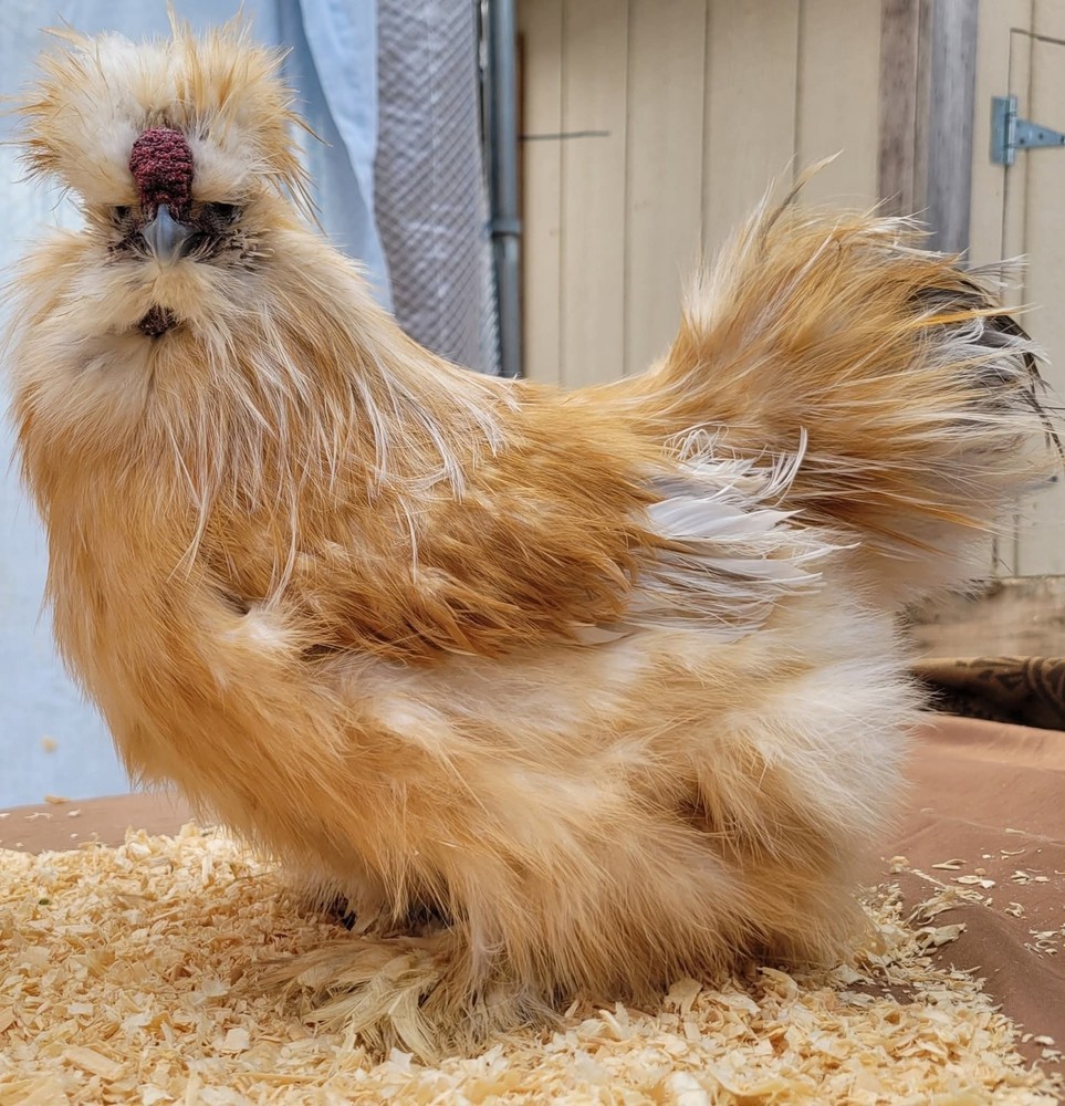 DISCOUNT!! Silkie Hatching Eggs Npip. READ DESCRIPTION!!!