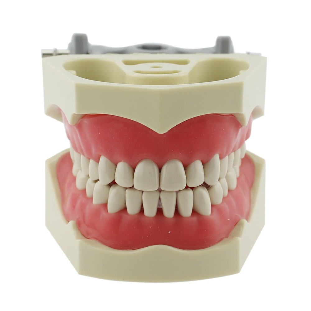 Columbia Dentoform 860Type Dental Typodont Exam Prep Model 32pcs Removable Teeth