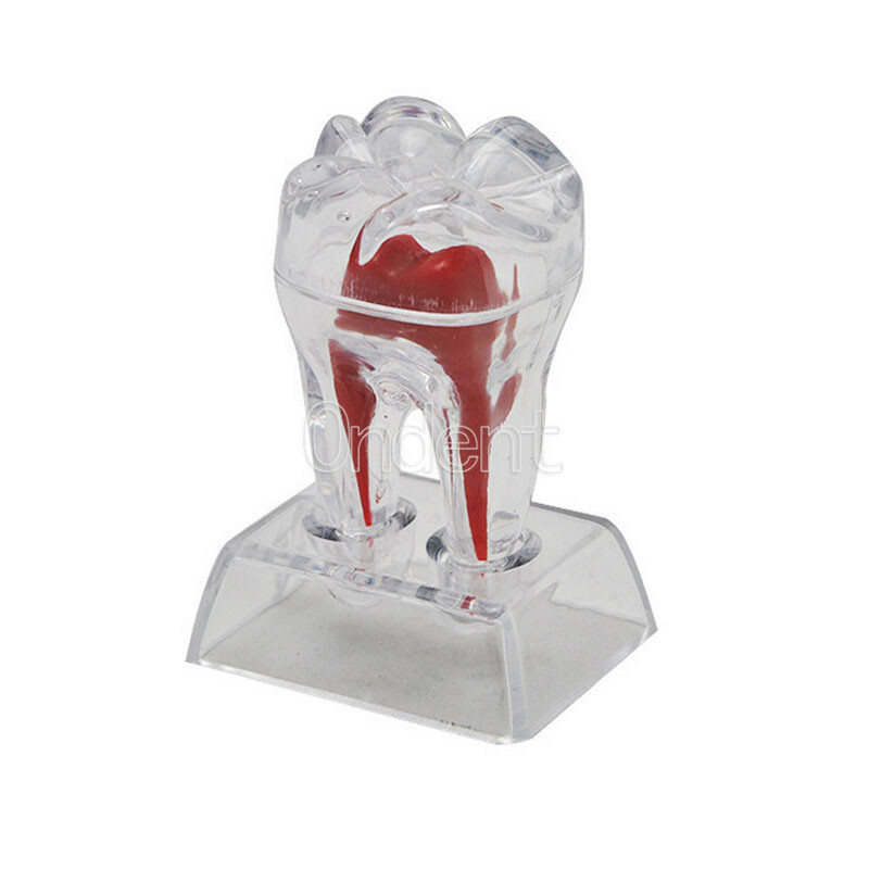 2X Detachable Tooth Model Plastic Teeth Crystal Base Separable Teaching Demo New