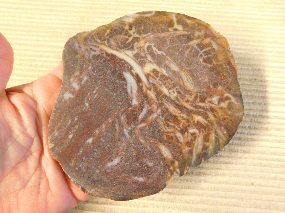 Fossil Cycad Slabs for Cabs - qty 2
