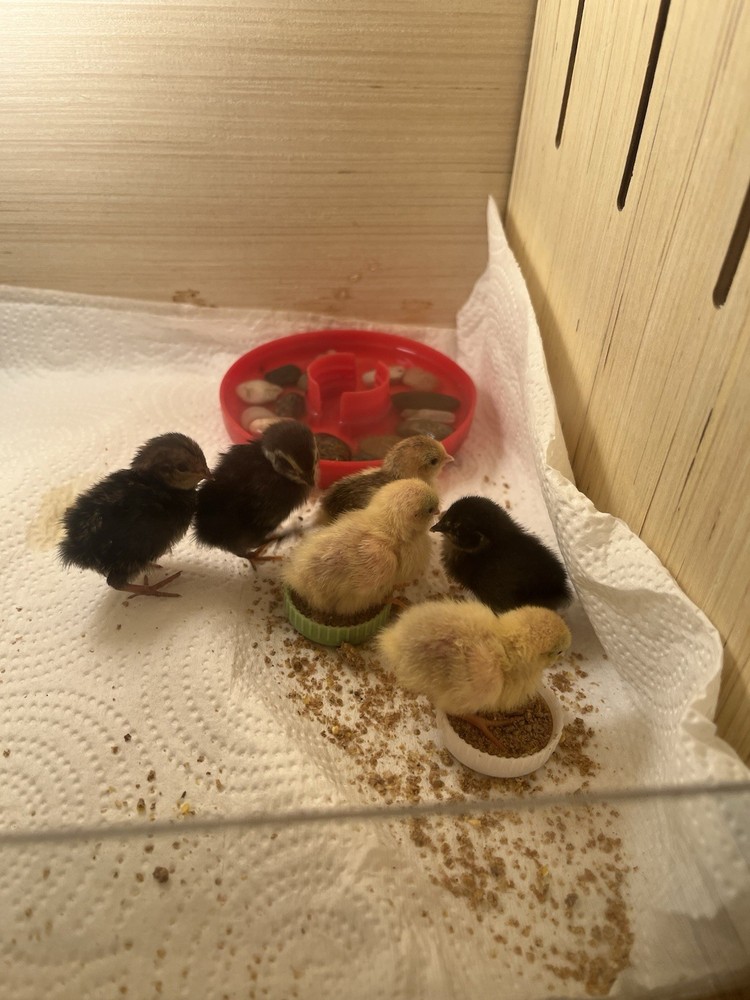 Button Quail Hatching Eggs