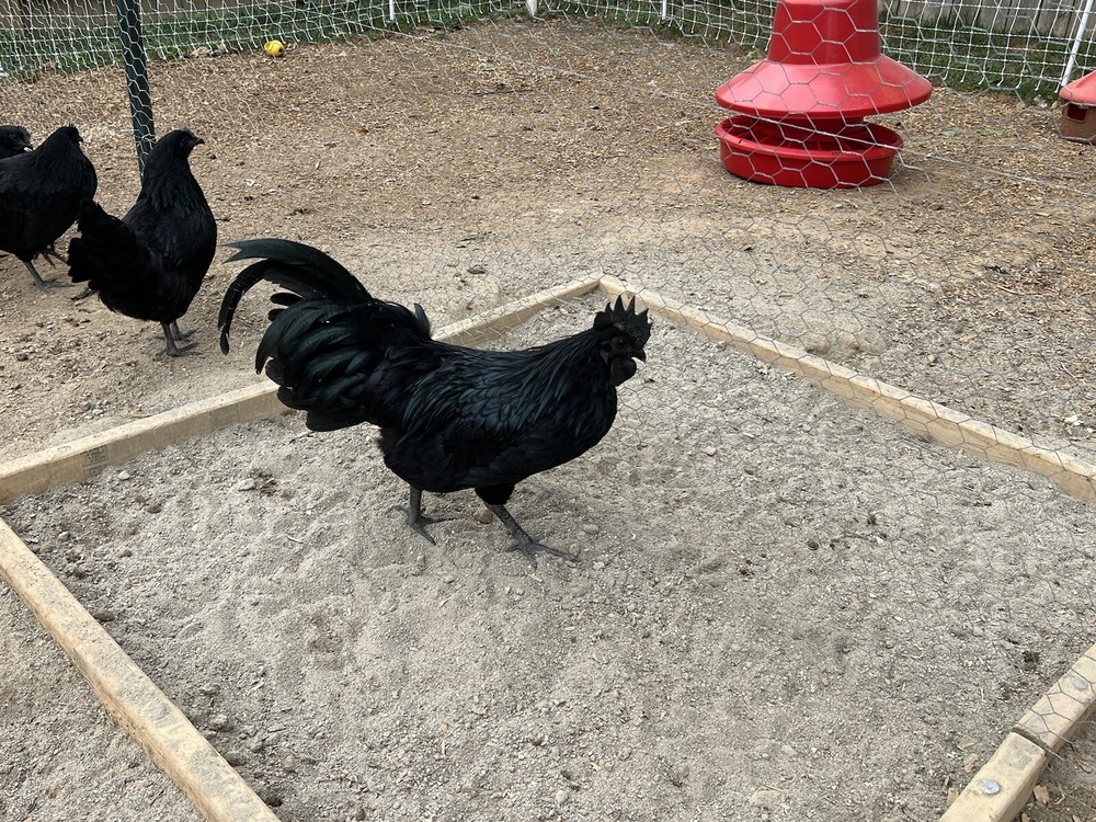 10+ Ayam Cemani Solid Black chicken hatching eggs