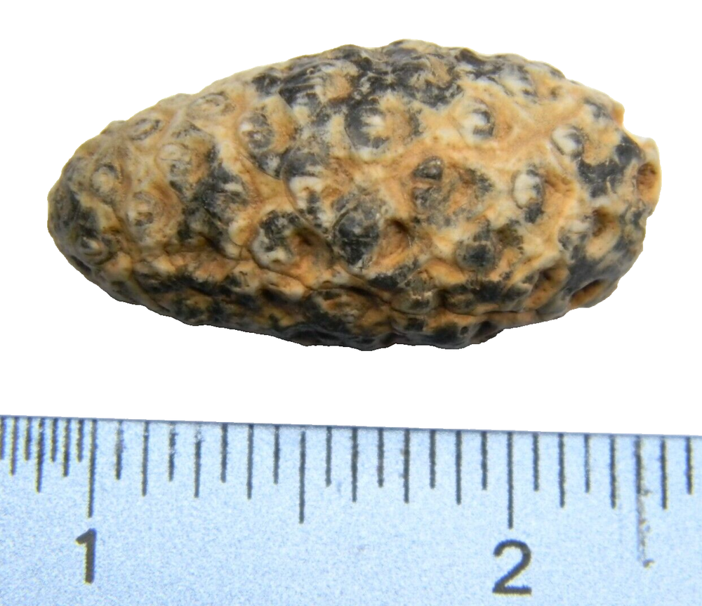 Fossil Seed (PINE) Cone Morocco 1.46 inch - 13.97 grams