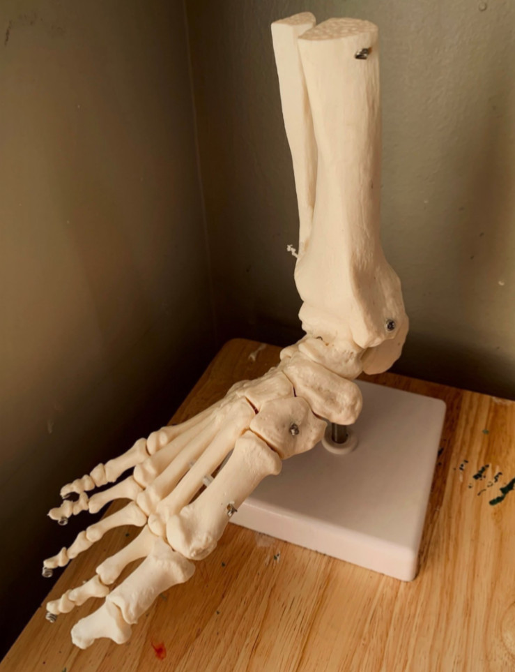 Human Skeletal Anatomy Study Model