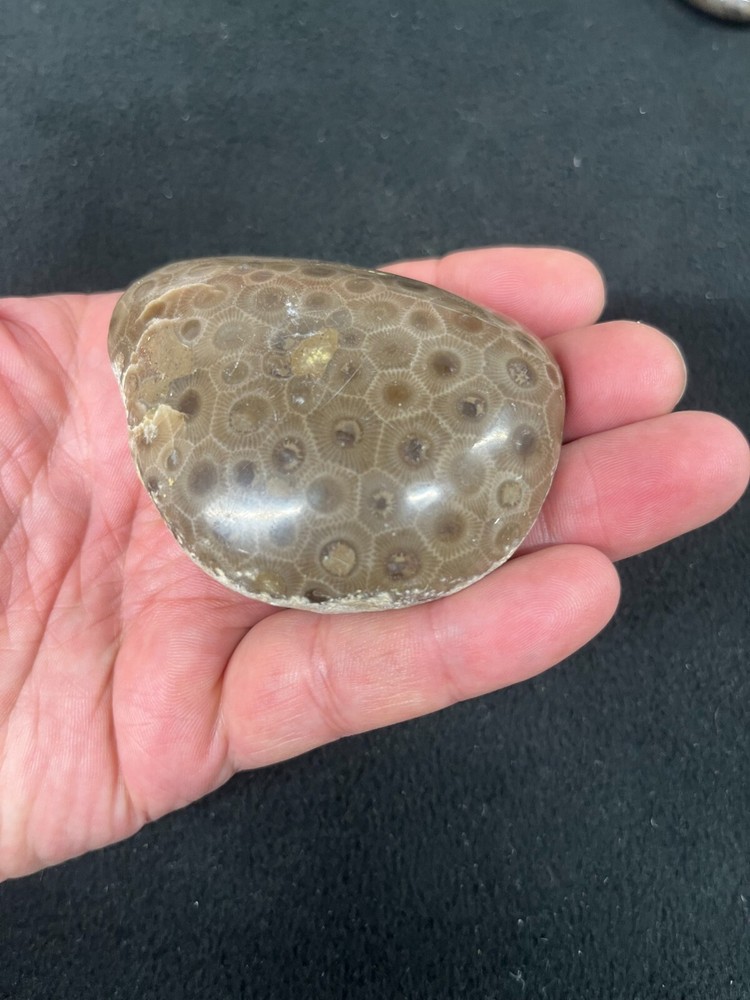 Petoskey Stone Hand Polished Display Specimen Michigan