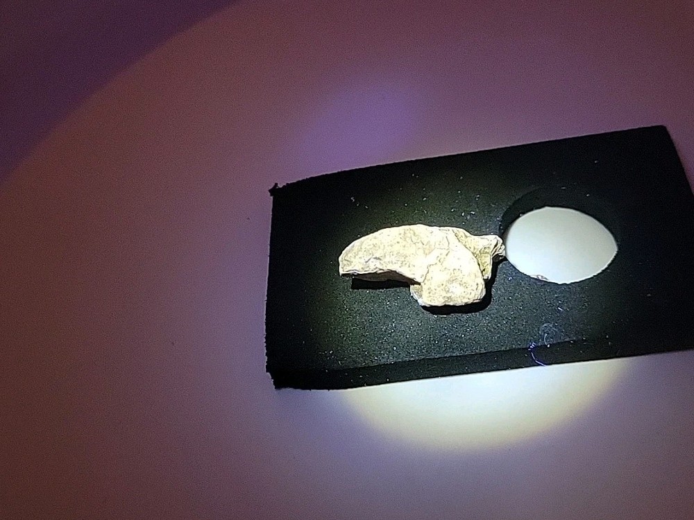 Fossilized Raptor Talon Dinosur Permineralized Fossil