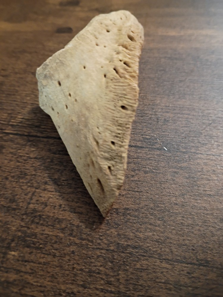 fossilized small sloth toe