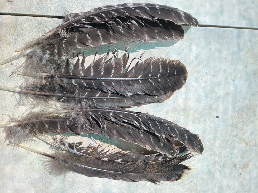 Turkey Feathers Natural Bronze