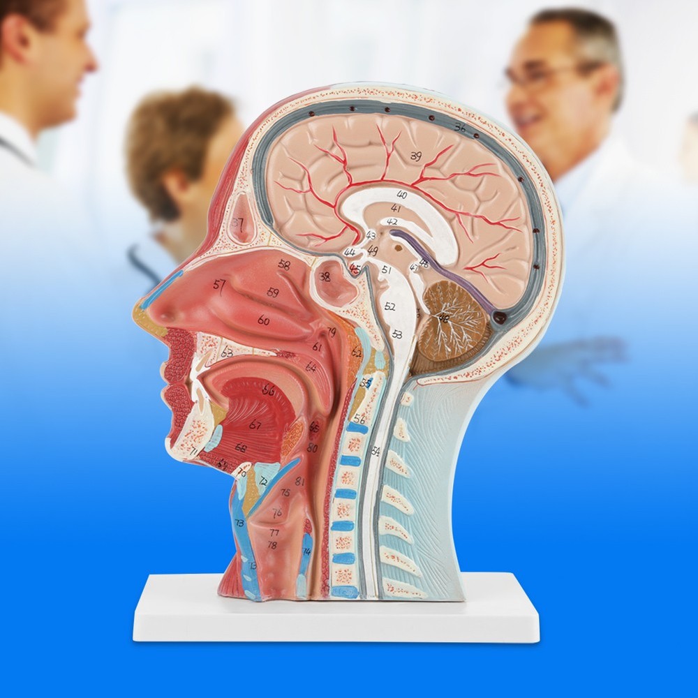 Anatomical Life Size Head Brain Neck Section Study Model New