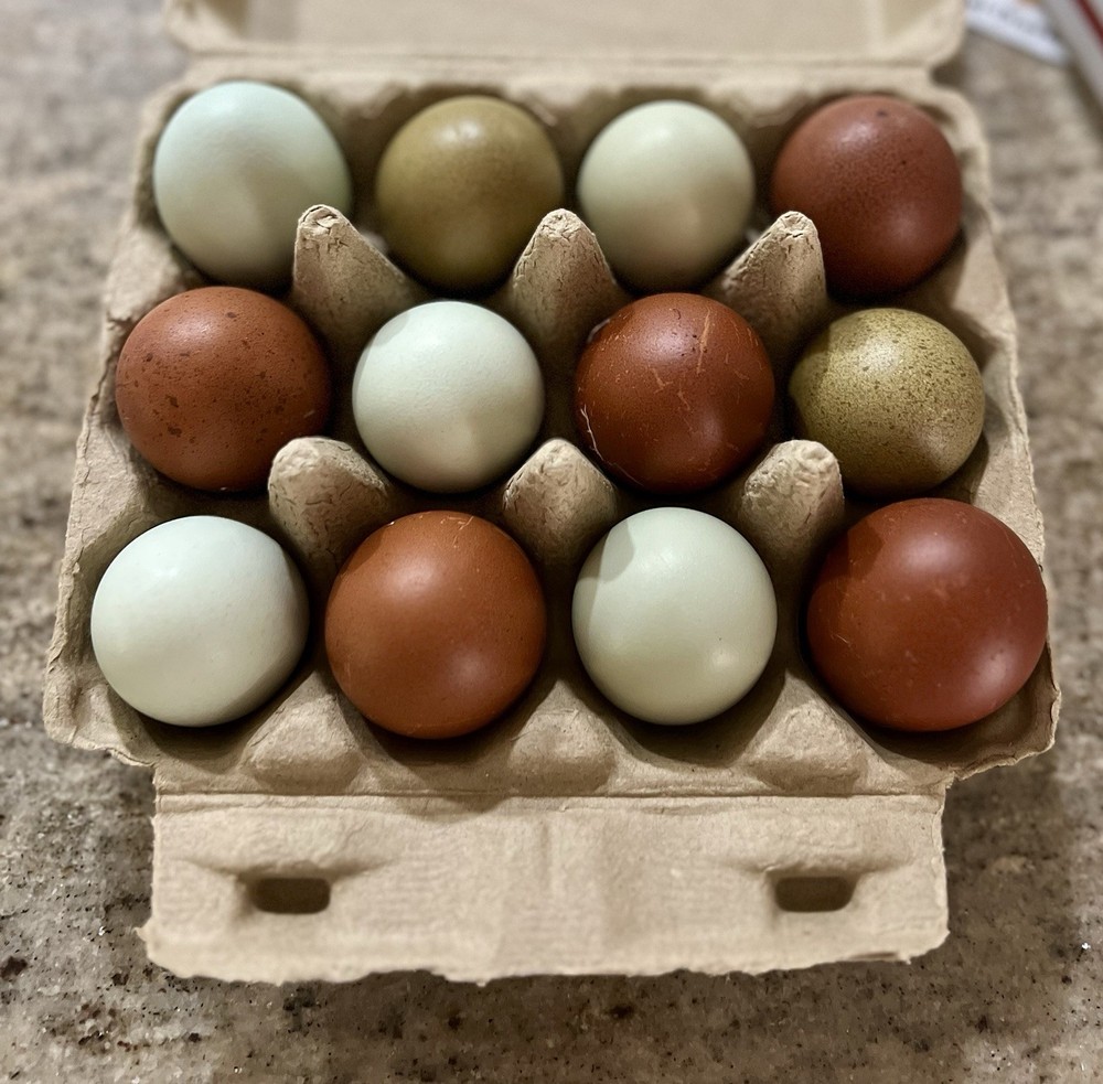 🚨SALE🚨Rainbow Hatching Eggs ! Create a Flock That Will Lay Color!🌈