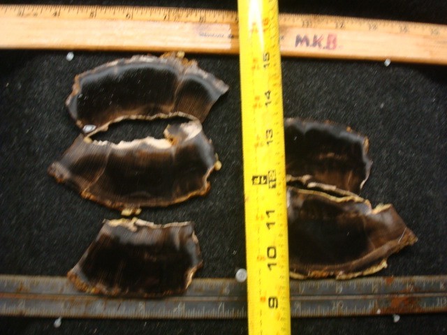 petrified beach wood slabs