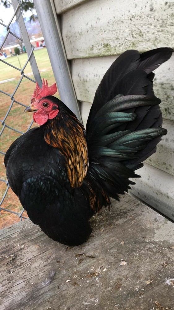 6 + 3 SQ Fresh Serama Hatching Eggs Splash Blue Black Chocolate Mottled! NPIP