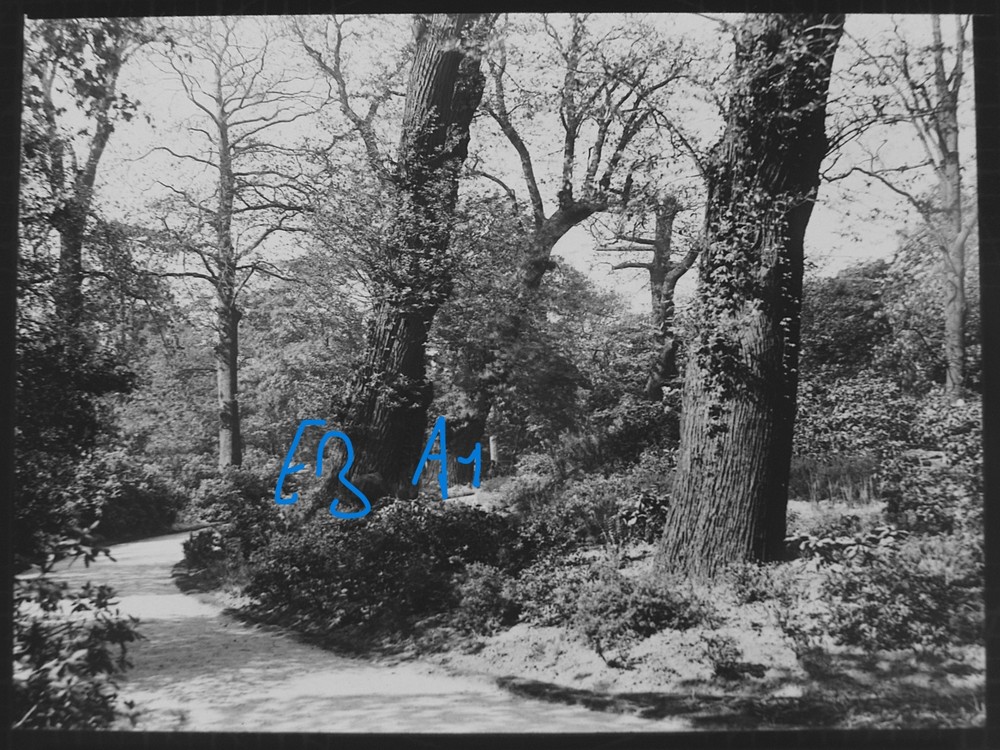 Photo LONDON GREENWICH PARK TREE STUDY C1912 EDWARDIAN Magic Lantern Slide