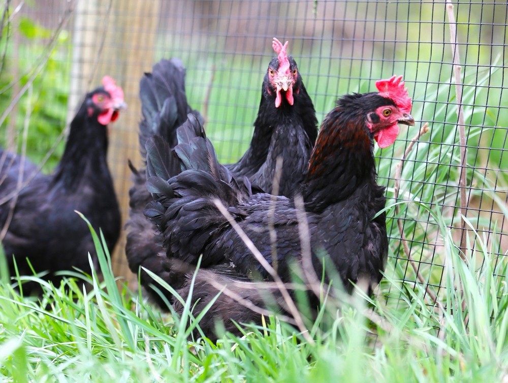 10++ NPIP Black Copper Maran Hatching Eggs - Read Description